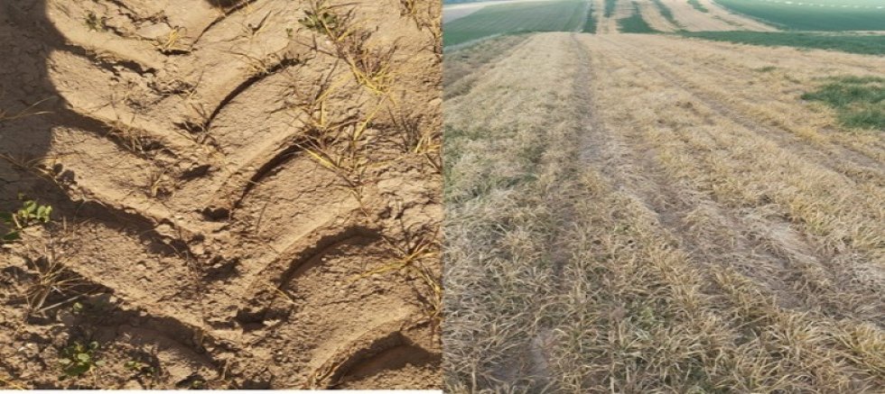 ARPA TARLASINA ATILAN İLAÇ ÜRÜNÜ YOK ETTİ