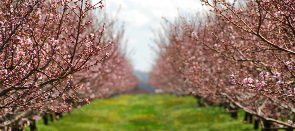 Don hasarı nedeniyle destekleme kapsamına alınmayan çiftçilerimiz mağdur edilmemeli, onlar da destekleme kapsamına alınmalıdır