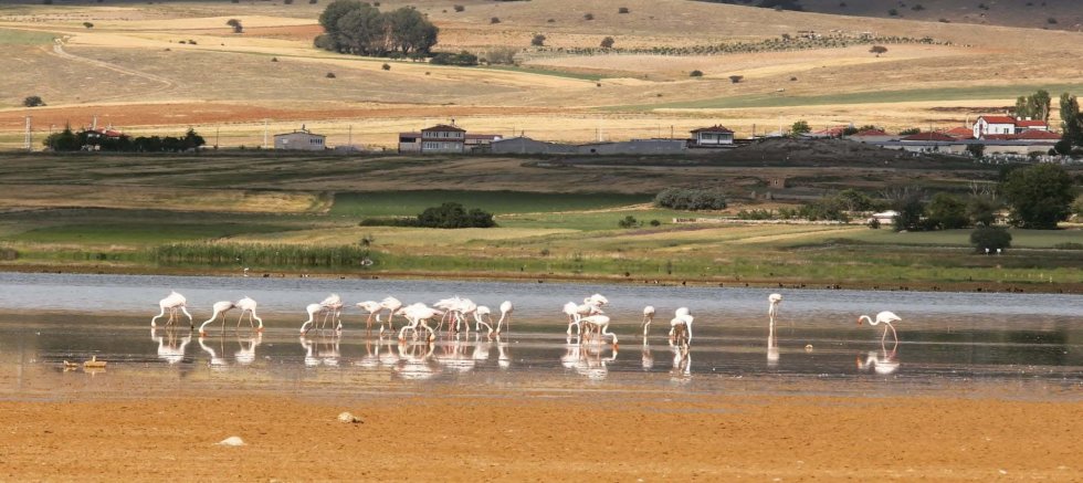 KURUYAN GÖLDE, DAHA ÖNCE ÇEKİLEN KUŞLARIN FOTOĞRAFLARIYLA KURAKLIĞA DİKKAT ÇEKTİLER