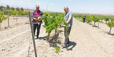 TUZLUKÇU ÜZÜM BAĞLARINDA YEŞİL BUDAMA YAPILIYOR